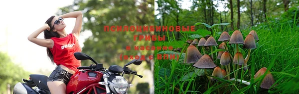 сатива Дмитриев